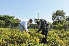 Llega ‘Flora en tu Comuna’ para continuar embelleciendo a Cali