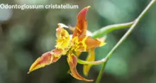 Parque Nacional Natural Farallones de Cali, área de protección de las orquídeas y la vida