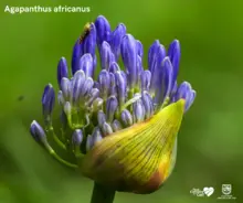 Parque Nacional Natural Farallones de Cali, área de protección de las orquídeas y la vida