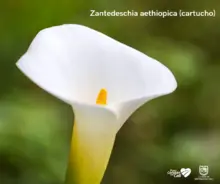 Parque Nacional Natural Farallones de Cali, área de protección de las orquídeas y la vida