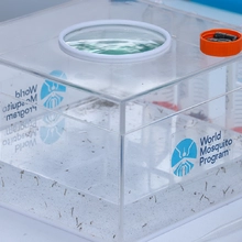 En el oriente de Cali se adelanta un nuevo método para prevenir el dengue