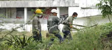Limpieza y control de árboles representativos se adelanta en el lote San Fernando
