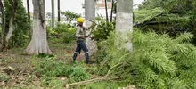 Limpieza y control de árboles representativos se adelanta en el lote San Fernando
