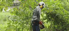 Limpieza y control de árboles representativos se adelanta en el lote San Fernando