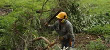 Limpieza y control de árboles representativos se adelanta en el lote San Fernando