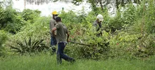 Limpieza y control de árboles representativos se adelanta en el lote San Fernando