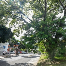 Con el ‘Plan Leucaenas’ se controla esta especie invasora en la ciudad