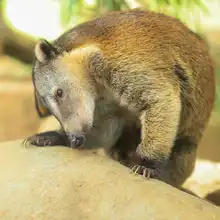 Pana un coatí juguetón y silvestre