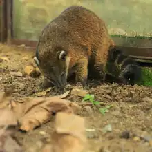 Pana un coatí juguetón y silvestre
