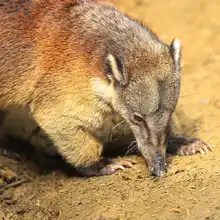 Pana un coatí juguetón y silvestre