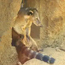 Pana un coatí juguetón y silvestre
