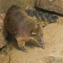 Pana un coatí juguetón y silvestre