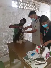 Alcaldía llega con brigadas de salud animal a los barrios de Cali