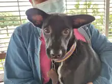 Alcaldía llega con brigadas de salud animal a los barrios de Cali