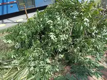Flora en tu comuna   llegó al Bosque Urbano Guadual de la Guadalupe