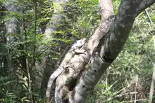 Nuevas liberaciones de fauna silvestre en Corazón de Pance  