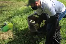 Nuevas liberaciones de fauna silvestre en Corazón de Pance  