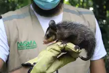 Nuevas liberaciones de fauna silvestre en Corazón de Pance  