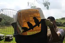 Nuevas liberaciones de fauna silvestre en Corazón de Pance  