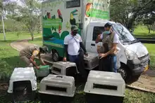 Nuevas liberaciones de fauna silvestre en Corazón de Pance  