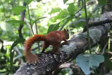 Nuevas liberaciones de fauna silvestre en Corazón de Pance  