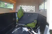 Nuevas liberaciones de fauna silvestre en Corazón de Pance  