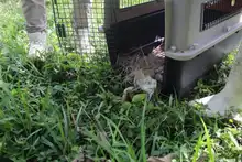 Nuevas liberaciones de fauna silvestre en Corazón de Pance  