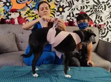 ¿Cómo proteger a tu animal de compañía durante explosiones de pólvora?