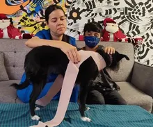 ¿Cómo proteger a tu animal de compañía durante explosiones de pólvora?
