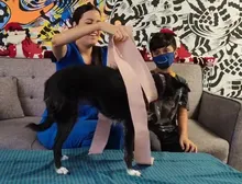 ¿Cómo proteger a tu animal de compañía durante explosiones de pólvora?