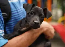  En Altos de Menga, Alcaldía realizó última brigada de bienestar animal del año