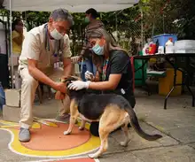  En Altos de Menga, Alcaldía realizó última brigada de bienestar animal del año