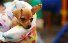  En Altos de Menga, Alcaldía realizó última brigada de bienestar animal del año