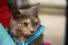  En Altos de Menga, Alcaldía realizó última brigada de bienestar animal del año