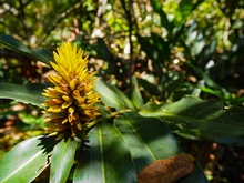 Parque Ambiental Corazón de Pance