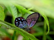 Pseudohaetera mimica