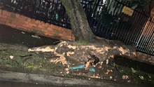 Dagma atiende emergencias arbóreas generadas por intensas lluvias