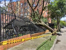 Dagma atiende emergencias arbóreas generadas por intensas lluvias
