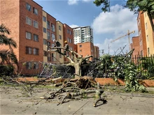 Dagma atiende emergencias arbóreas generadas por intensas lluvias