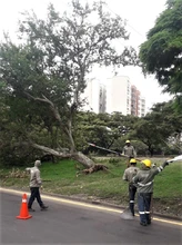 Dagma atiende emergencias arbóreas generadas por intensas lluvias