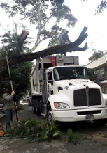 Dagma atiende emergencias arbóreas generadas por intensas lluvias