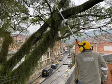 Los árboles urbanos son el patrimonio ambiental de la ciudad  