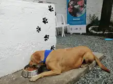 Atención diferencial para habitantes de calle con animales de compañía, uno de los ruteros para el 2022