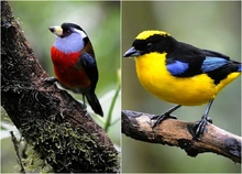 Reserva Ecológica Distrital Cuenca Media del Río Lili, área protegida para Cali y su biodiversidad 