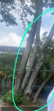 Aclaraciones sobre tala de árboles en el barrio Granada 