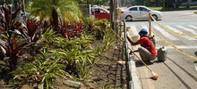 Más separadores viales con mucha naturaleza para Cali 