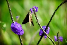 Mariposas que engalanan  el Parque Ambiental Corazón de Pance
