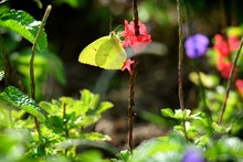 Mariposas que engalanan  el Parque Ambiental Corazón de Pance