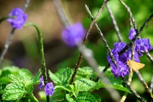 Mariposas que engalanan  el Parque Ambiental Corazón de Pance