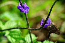 Mariposas que engalanan  el Parque Ambiental Corazón de Pance
